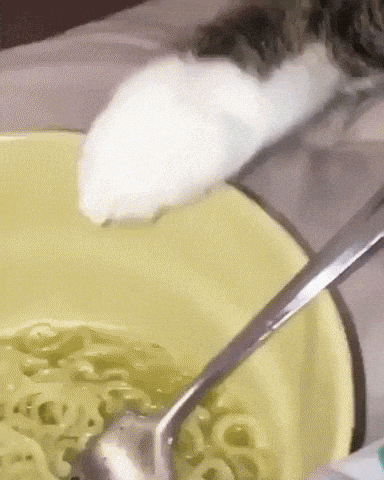 Lemme check the noodles in cat gifs