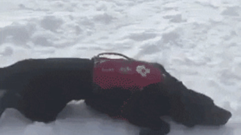 Good boy loves to slide