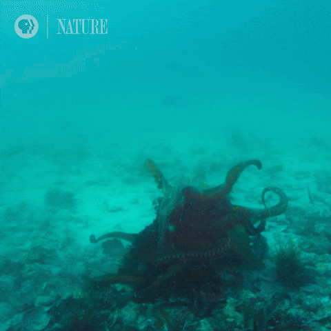 Octopus GIF by Nature on PBS