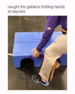 Golden bois holding hands at daycare in dog gifs