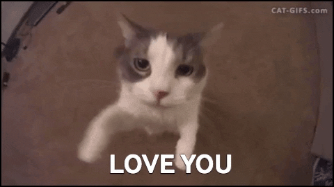 I Love You Cat GIF by swerk - Find & Share on GIPHY