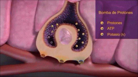 Acido Clorhidrico Digestion GIF - Find & Share on GIPHY