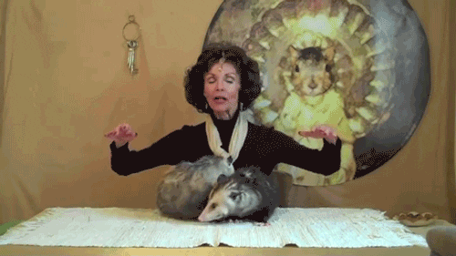 animals sense aura psychic possum