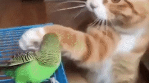 Catto pets birdy