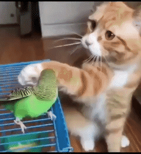 Catto pets birdy in cat gifs