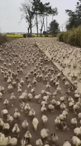 Alot of ducks in random gifs