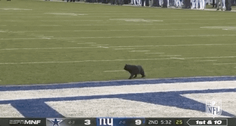 Nfl Season 2019 Cat GIF by NFL - Find & Share on GIPHY