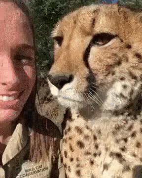 Just cheetah thing in funny gifs