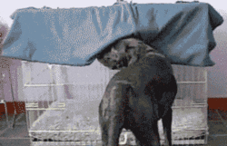 Tired Dog GIF - Find & Share on GIPHY
