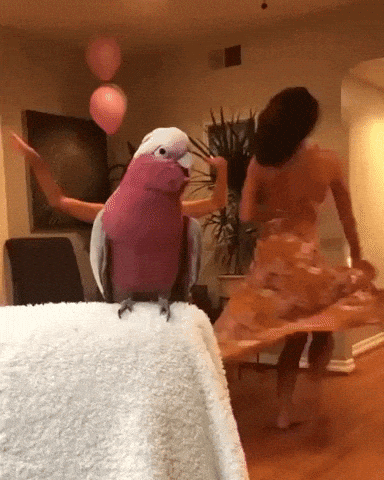Birb is a good dancer in funny gifs