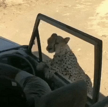 Treat and scratch in funny gifs