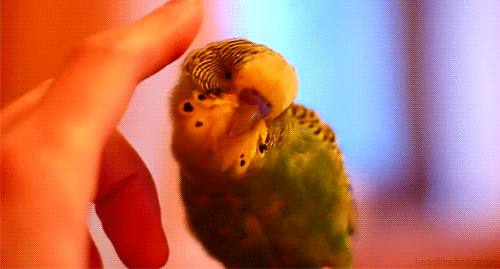 Budgie Parakeet GIF by Head Like an Orange - Find & Share on GIPHY