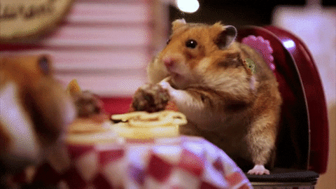 Two hamsters eating at a small table