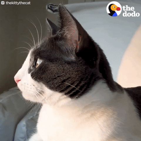 CUTE CAT THE DODO visual data 4