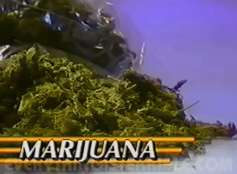 Marijuana Everything Is Terrible GIF