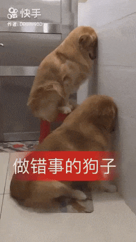 Dog loves shoes and socks in funny gifs