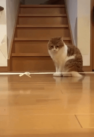Special delivery in cat gifs
