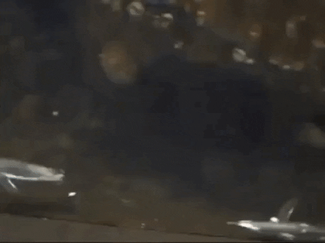 Oxygen is not the only gas in water in funny gifs