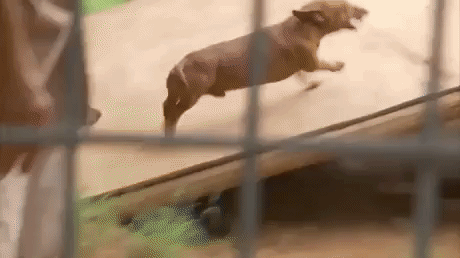 Time to play in animals gifs