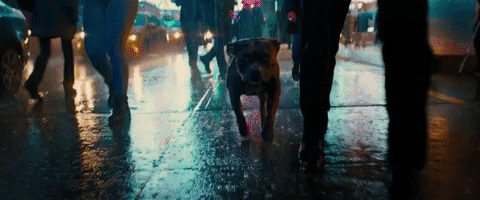 John Wick GIF by John Wick: Chapter 3 - Parabellum - Find & Share on GIPHY