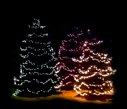 Lighted Trees 
