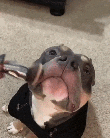 Dog Having a Fake Makeup Cute Funny Aww Mood