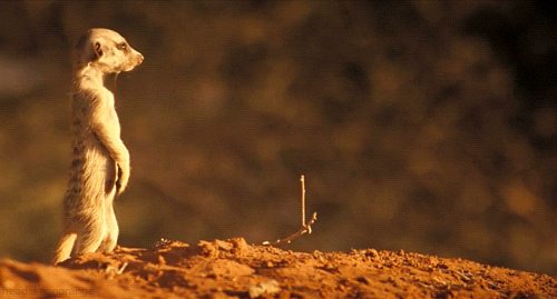 Meerkat Bbc The Meerkats GIF by Head Like an Orange - Find & Share on GIPHY