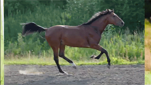 Horse Blog GIFs - Find & Share on GIPHY