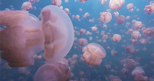 stormi di meduse