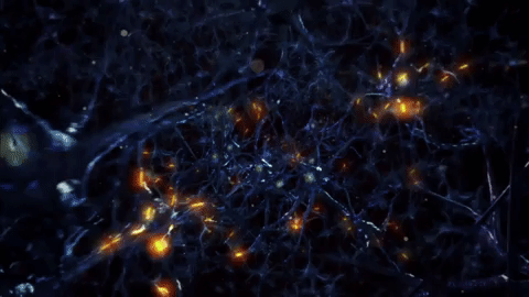 synapsie