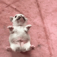 Adorable GIF - Find & Share on GIPHY
