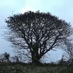 The bird tree in random gifs