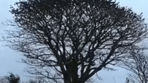 The bird tree gif