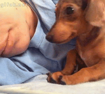 Comfy Dog GIF - Find & Share on GIPHY