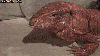 lizards animated GIF