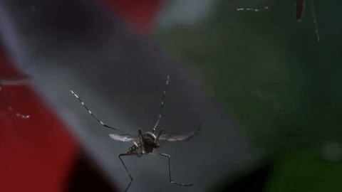 7 секретов, которые комары хотели бы, чтобы мы не знали