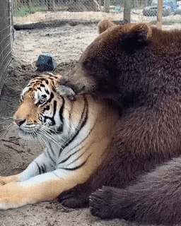 Best frens in funny gifs
