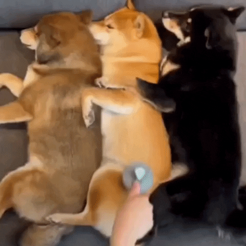 Demo of Fur Friend on 3 dogs. All are loving it!