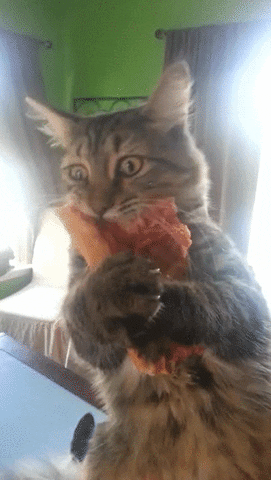 Catnip Orders GIF