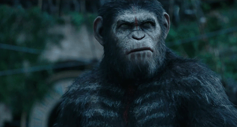 apes strong together gif