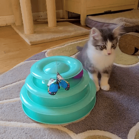 Kitten chasing a toy around
