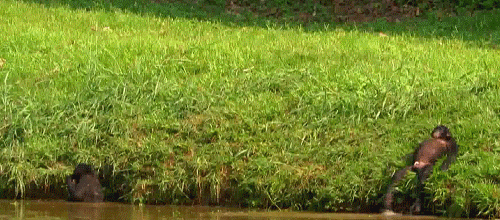 summertime animated GIF