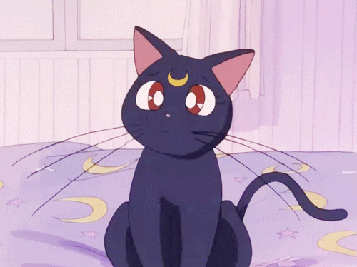 Sailor Moon Cat Find And Share On Giphy 