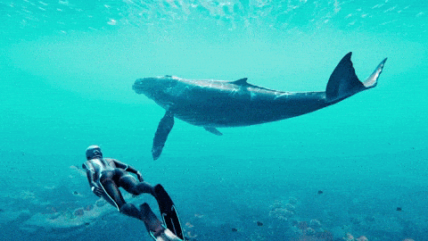 Whales