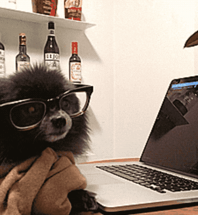 a gif of Toshi the Pomeranian typing on a laptop