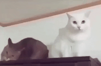 Love at first sight in cat gifs