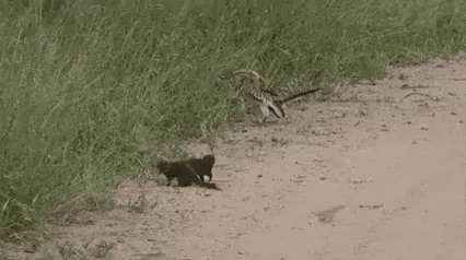 giphy.gif