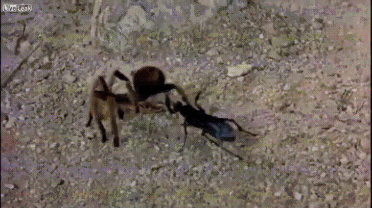 Image result for tarantula gif