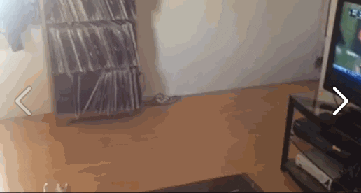 Cat Bottle GIF Find & Share on GIPHY