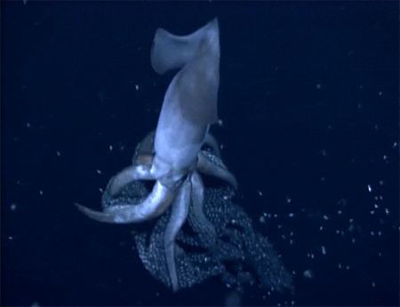 Digg animals nature bebby squids